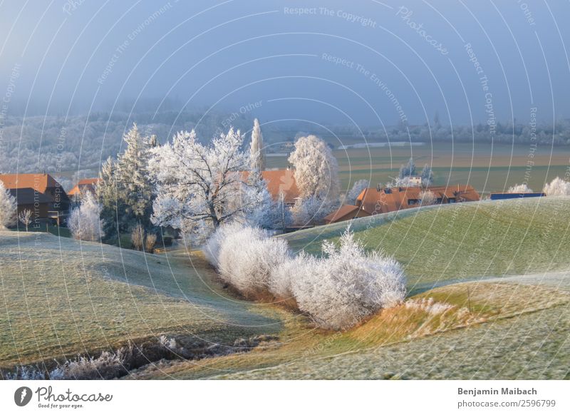 Trees with frost in rural areas Nature Landscape Plant Sunlight Winter Weather Ice Frost Field Hill Riedbach Switzerland Village Green White Cold Climate Calm