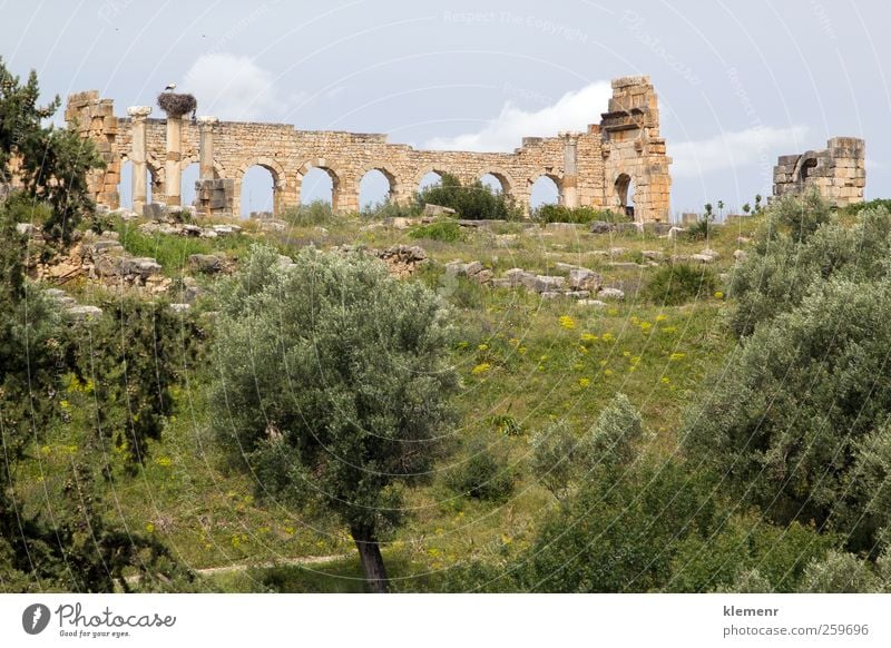 Old Roman City, Volubilis, Morocco Landscape Earth Tree Town Ruin Architecture Monument Stone Historic history Africa World heritage Rome wall Moroccan arch