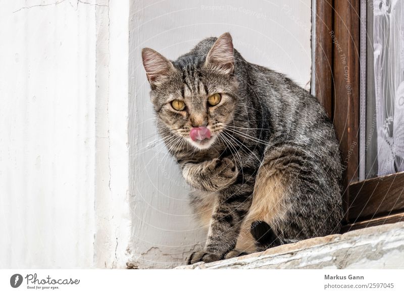 a cute cat outside at the window Beautiful Calm House (Residential Structure) Animal Fur coat Pet Cat Paw Observe Sit Cute Clean Gray White tongue sill young