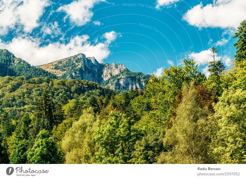 Beautiful Carpathian Mountains Summer Landscape In Romania carpathian Nature scenery Forest Panorama (Format) Sky Carpathians Green Vantage point