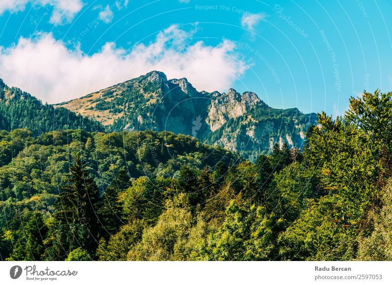 Beautiful Carpathian Mountains Summer Landscape In Romania carpathian Nature scenery Forest Panorama (Format) Sky Carpathians Green Vantage point