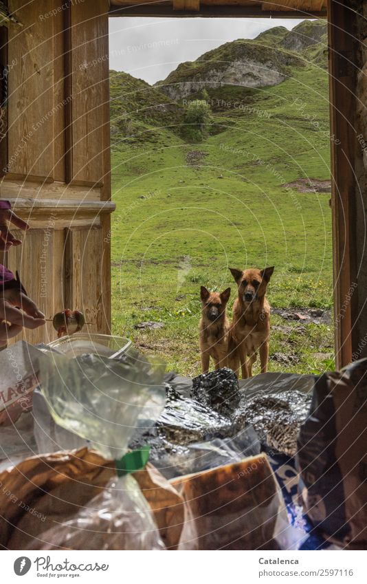 Emotion | Feeding. Dogs standing at the open door, food in the foreground Food Sausage Cheese Olive Nutrition Fingers Nature Landscape Animal Summer Bad weather