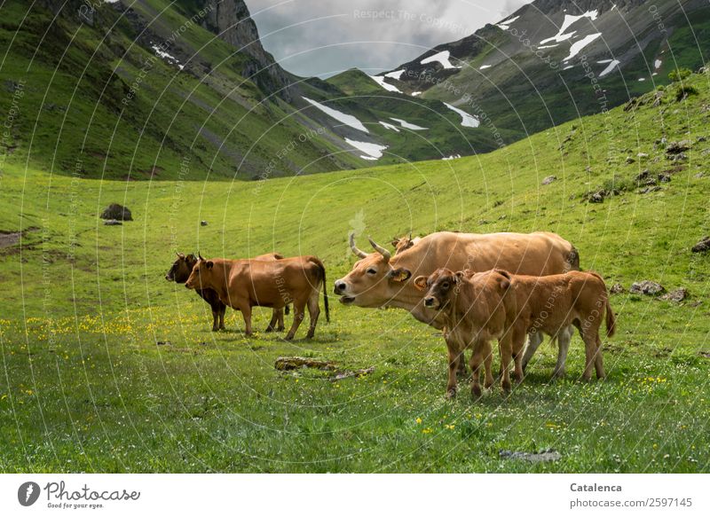 Muhhh-muuh, cows on a mountain pasture Nature Landscape Animal Sky Storm clouds Spring Bad weather Snow Grass Bushes Meadow Rock Mountain Peak Alpine pasture