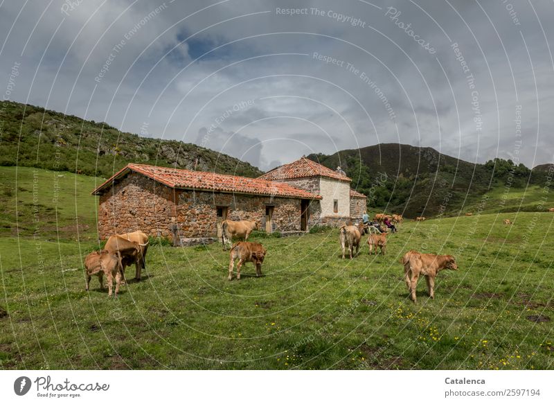 On the mountain pasture, a chapel and herd of cows 4 Human being Nature Landscape Sky Clouds Spring Grass Meadow Hill Rock Alpine pasture Chapel Pet Dog Cow