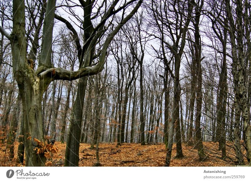 Forest in winter Environment Nature Landscape Plant Earth Sky Autumn Winter Weather Tree Leaf Stand Tall Blue Brown Red Black Tree trunk Branchage