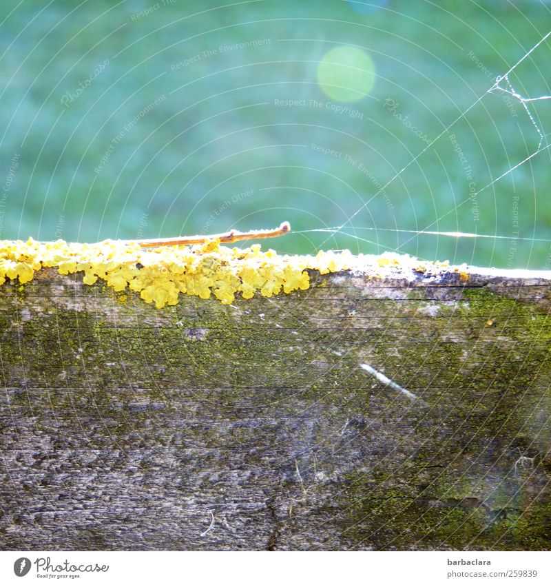 Nowhere Land Environment Nature Sunlight Beautiful weather Moss Lichen Meadow Wall (barrier) Wall (building) Spider's web Wooden fence Esthetic Bright Natural