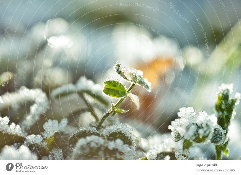 cold breeze Environment Nature Plant Winter Climate Fog Ice Frost Leaf Wild plant Garden Park Field Glittering Cold Beautiful Emotions Moody Anticipation Hope