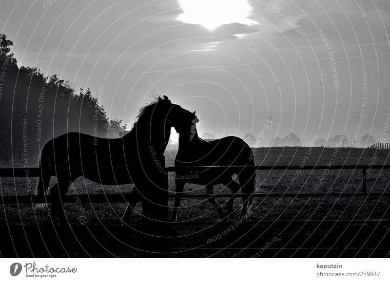 love Animal Horse 2 Relaxation Vacation & Travel Looking Esthetic Dark Happiness Happy Gray Black Moody Contentment Trust Safety (feeling of) Friendship