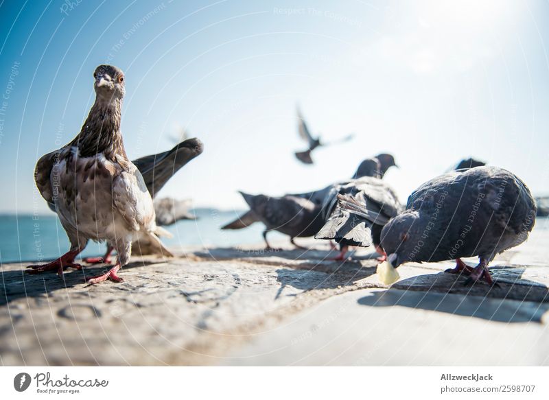 Pigeon ballet 3 Animal - a Royalty Free Stock Photo from Photocase