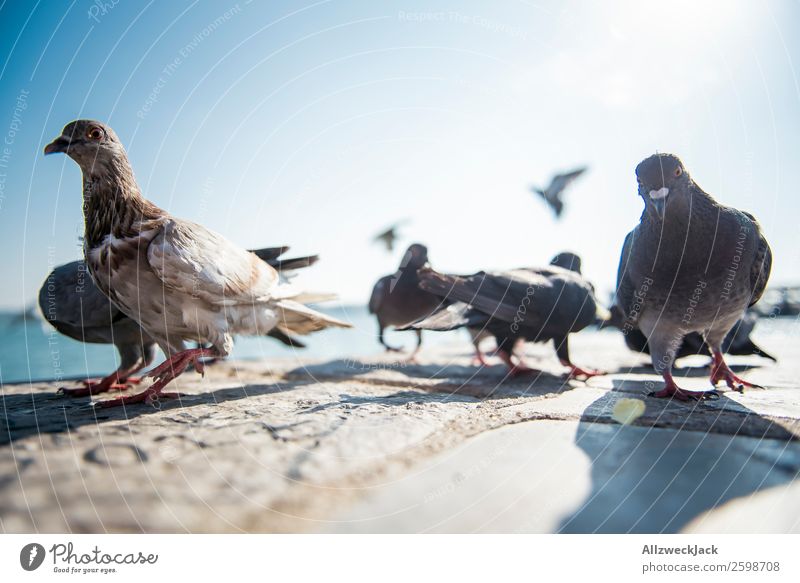 Pigeon ballet 4 Animal Bird Multiple Group of animals Deserted Summer Sun Beautiful weather Blue sky Cloudless sky Close-up Animal portrait Dance March In step