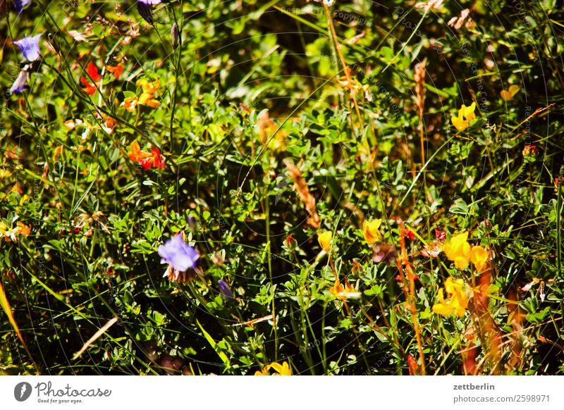 vegetation Vacation & Travel Landscape Meadow Grass Growth Summer Plant Carpet Nature Nordic Norway Travel photography Scandinavia Copy Space Blossoming Flower