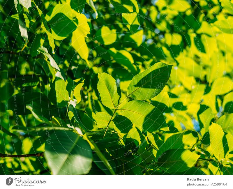 Backlit Fresh Green Tree Leaves In Summer Leaf Background picture backlit Spring Nature Plant Branch Natural Environment Bright Growth Sun Close-up Lush Park