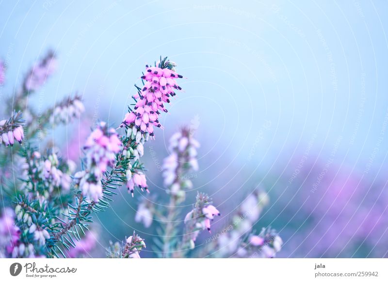 heather Environment Nature Plant Spring Flower Blossom Esthetic Natural Blue Green Pink Mountain heather Colour photo Exterior shot Deserted Copy Space right
