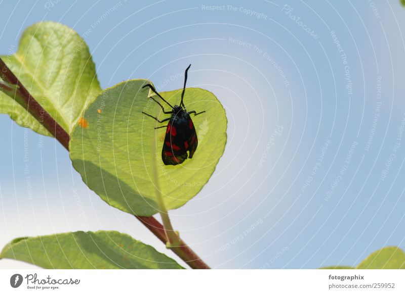 backlit blood droplets Sky Sunlight Plant Leaf Butterfly Beetle Blue Green Colour photo Exterior shot Copy Space right Copy Space top Back-light