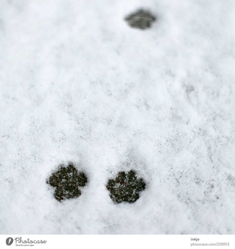 tapp tapp ....................tapp Environment Winter Climate Snow Pet Cat Paw Animal tracks Walking Fresh Cold Small Wet Natural Cute Clean Brown White