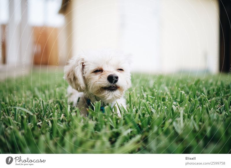 Cute small white dog happy to be in grass cute dog pet pets happiness Animal Animal portrait