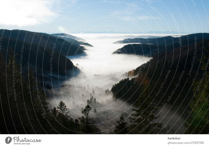 Late summer fog in the Black Forest Nature Landscape Sky Clouds Sunrise Sunset Summer Autumn Fog Tree Hill Alps Mountain Peak Canyon Far-off places Natural