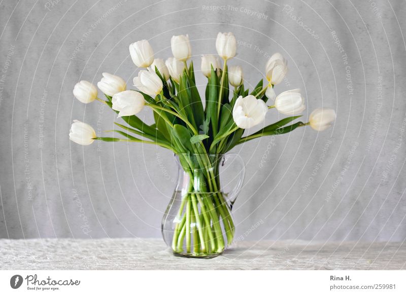 White Tulips Elegant Style Living or residing Decoration Spring Bouquet Vase glass vase Blossoming Fresh Bright Green Colour photo Interior shot Deserted