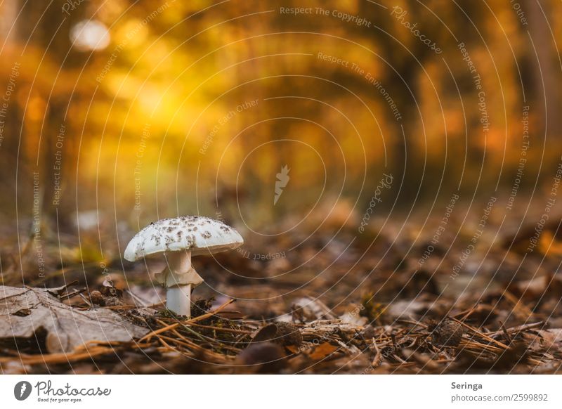 Knollen leaf mushroom in the middle of the forest path Environment Nature Landscape Plant Animal Autumn Beautiful weather Forest Eating Illuminate