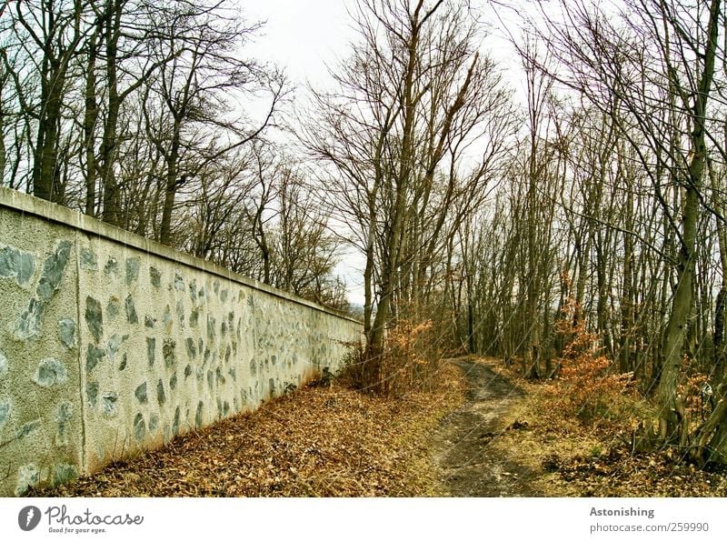 along the wall 2 Environment Nature Landscape Plant Earth Sky Autumn Winter Weather Tree Grass Bushes Forest Wall (barrier) Wall (building) Lanes & trails Stone