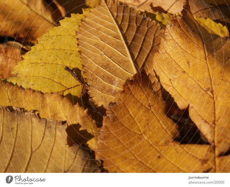 blaterdek Autumn Grasp Bundle Tree Brochure bladerdek