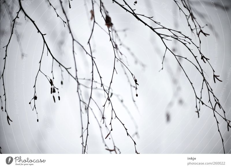 creepy branches Nature Plant Sky Autumn Winter Climate Fog Tree Wild plant Branch Twigs and branches Willow-tree Branchage Garden Park Hang Dark Thin Cold Many