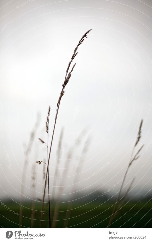 grasses Environment Nature Landscape Plant Sky Horizon Autumn Winter Climate Weather Fog Grass Wild plant Meadow Field Outskirts Deserted Dark Thin Large Cold
