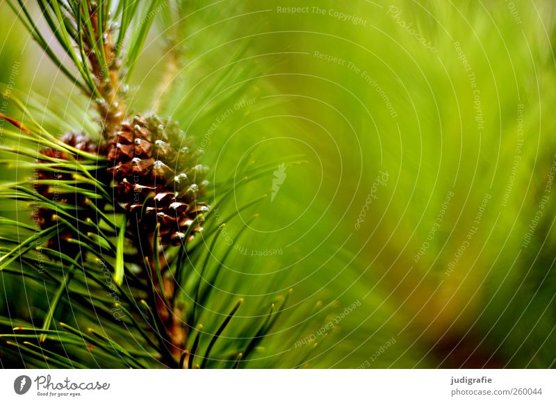 forest Environment Nature Plant Tree Growth Point Green Pine Coniferous trees Twig Cone Colour photo Exterior shot Blur Pine cone