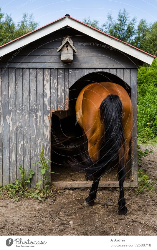 headless horse House (Residential Structure) Garden Nature Animal Summer Hut Pet Horse 1 Stand Funny Blue Brown Gray Green Joy Colour photo Exterior shot Day
