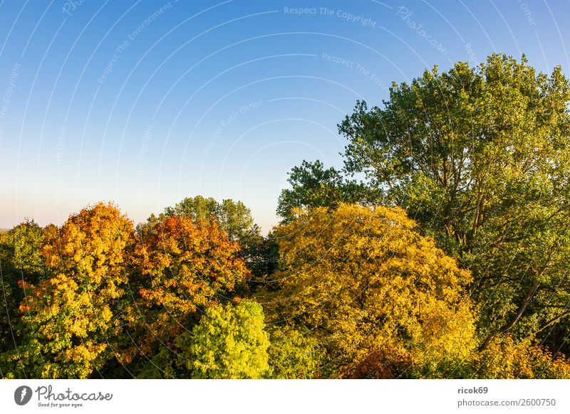 Autumnal colored trees with blue sky Relaxation Vacation & Travel Tourism Nature Landscape Cloudless sky Weather Tree Blue Colour Idyll Climate Environment