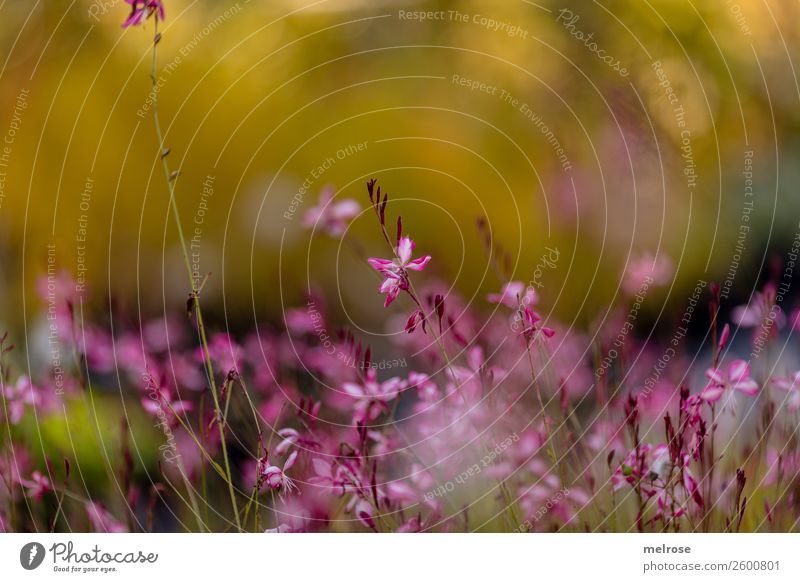 delicate pink blossom Nature Autumn Beautiful weather Plant Flower Bushes Blossom Wild plant Flowering plant Park bokeh Dye Yellow-gold Pink pastel Pastel tone