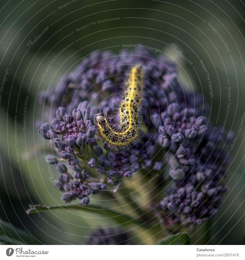 Glutton; caterpillar of cabbage white butterfly on purple broccoli plant Nature Plant Animal Summer Agricultural crop Broccoli Garden Vegetable garden