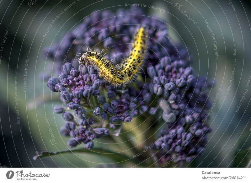 Transformation | still to come, cabbage white butterfly caterpillar on purple broccoli Nature Plant Animal Summer Leaf Blossom Agricultural crop Vegetable