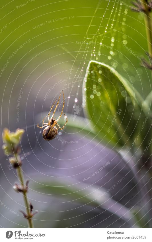 A spider in her web covered with raindrops in the sage Nature Plant Animal Drops of water Autumn Leaf Sage Garden Vegetable garden Spider 1 Spider's web Dew
