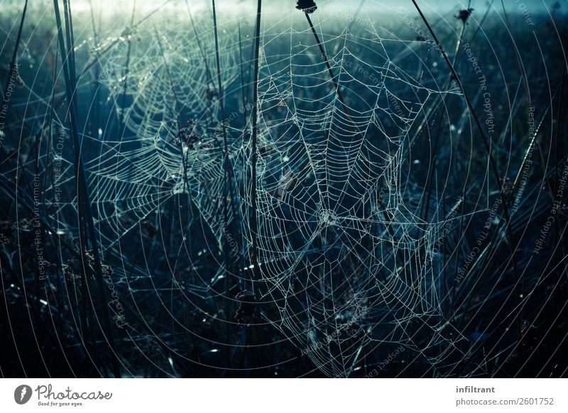 spider's webs Environment Nature Drops of water Autumn Meadow Field Spider Creepy Cold Natural Blue Black Loneliness Calm Stagnating Moody Colour photo