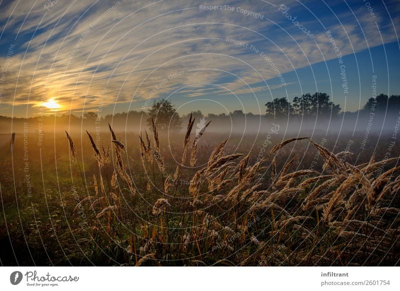 Grasses in the morning mist Environment Nature Landscape Clouds Sunrise Sunset Sunlight Autumn Beautiful weather Fog Meadow Field Esthetic Natural Wild Blue