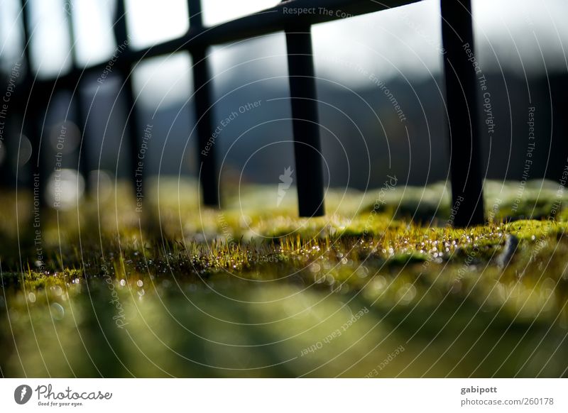 III I I I I Environment Nature Beautiful weather Plant Moss Foliage plant Soft Blue Green Happy Fence Gap in the fence Sunspot Sunlight Warm-heartedness Warmth