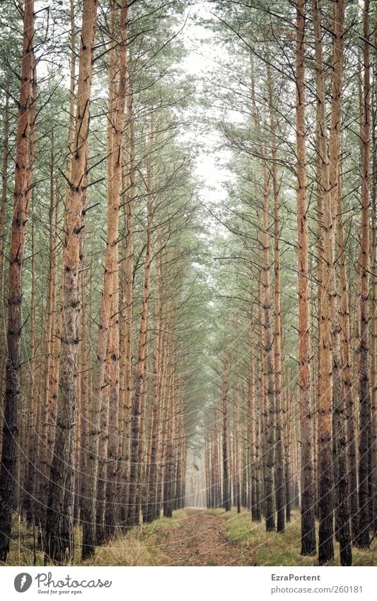 Where are we going? Nature Landscape Animal Earth Autumn Winter Plant Tree Foliage plant Agricultural crop Lanes & trails Wood Brown Gray Green Pine Tree trunk