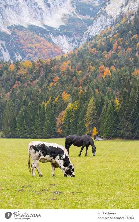 Cow and horse Environment Nature Landscape Plant Animal Autumn Tree Grass Meadow Forest Rock Alps Mountain Horse 2 To feed Yellow Gold Green Orange Red Pasture