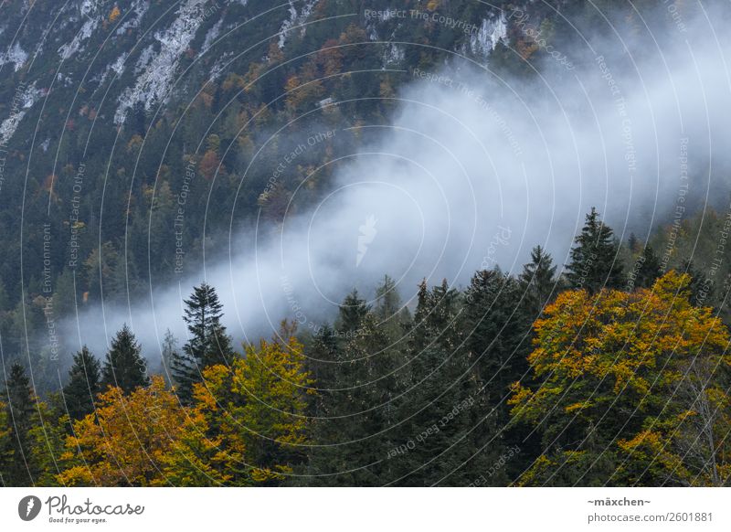 fog Nature Landscape Animal Clouds Autumn Fog Tree Forest Rock Alps Mountain Yellow Gray Green Orange White Deciduous forest Deciduous tree Leaf