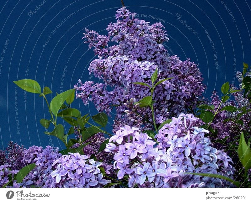 lilac fladern Lilac Blossom Leaf Violet Spring Summer Apiaceae Purloin Bushes Buddleja Sky Blossoming Fragrance