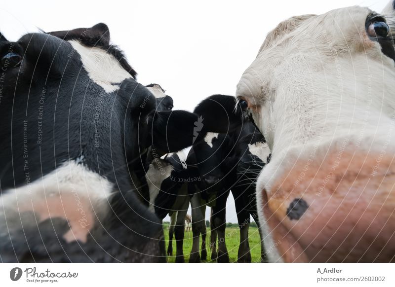 What are you looking at? Nature Landscape Animal Meadow Farm animal Cow Herd Friendliness Near Green Black White Dairy cow Farmer Agriculture Colour photo