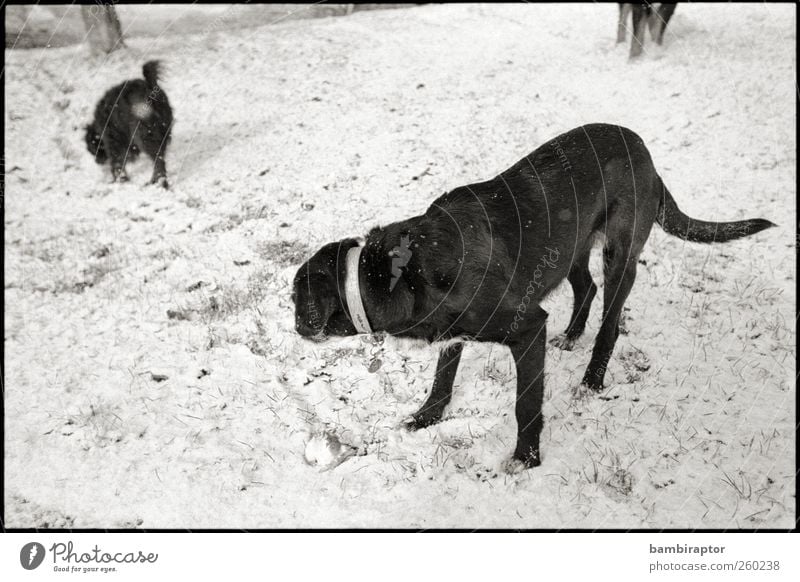 Two and a Half Dogs Nature Ice Frost Snow Animal Pet 2 3 Black White Cold Analog Black & white photo Exterior shot Looking back Looking away
