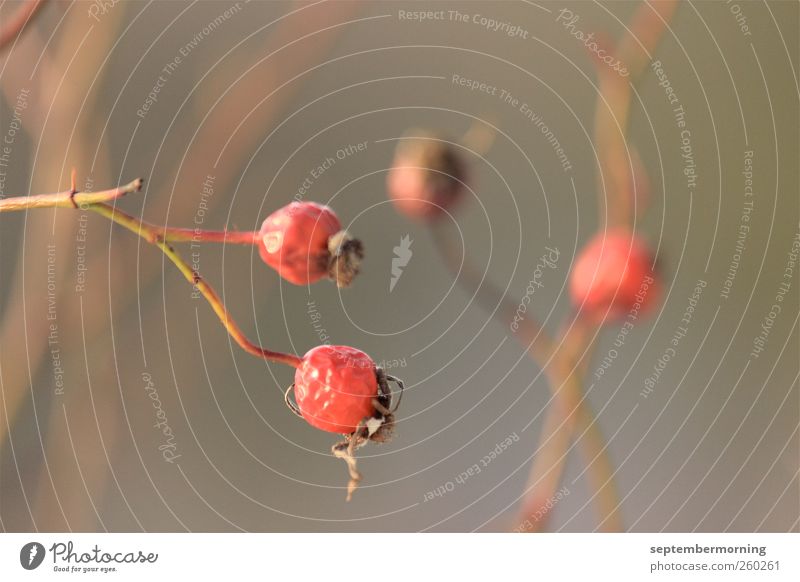 rose hips Autumn Plant Brown Red Calm Change Colour photo Exterior shot Deserted Shallow depth of field
