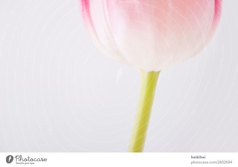 Naturally geometric II Plant Tulip Blossom Green Pink White Neutral Background Bright Section of image Detail Close-up Calyx Flower stem blossombatt Fashioned