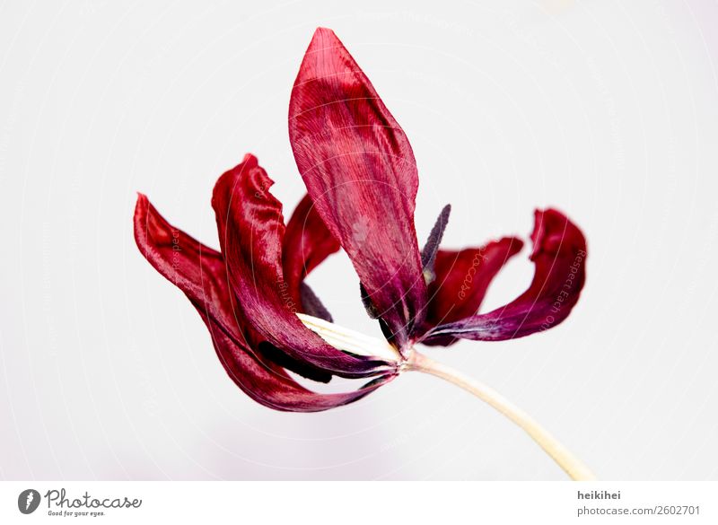 Dried Tulip II Art Work of art Plant Blossom Old Exceptional Beautiful Natural Dry Red Death Esthetic Bizarre Uniqueness Elegant Nature Decline Change Derelict