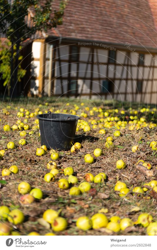 pear harvest Food Fruit Nutrition Organic produce Slow food Senses Fragrance Thanksgiving Field Fresh Healthy Yellow Calm Pear Harvest Autumn Bucket Collection