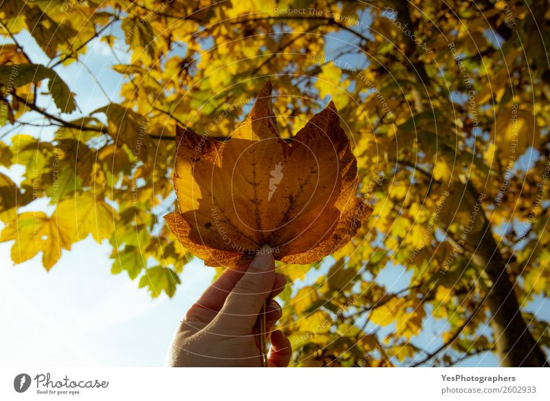 Woman holding autumn leaves Freedom Nature Autumn Beautiful weather Tree Leaf Happiness Yellow Gold Colour November October autumnal leaves Blue sky branch