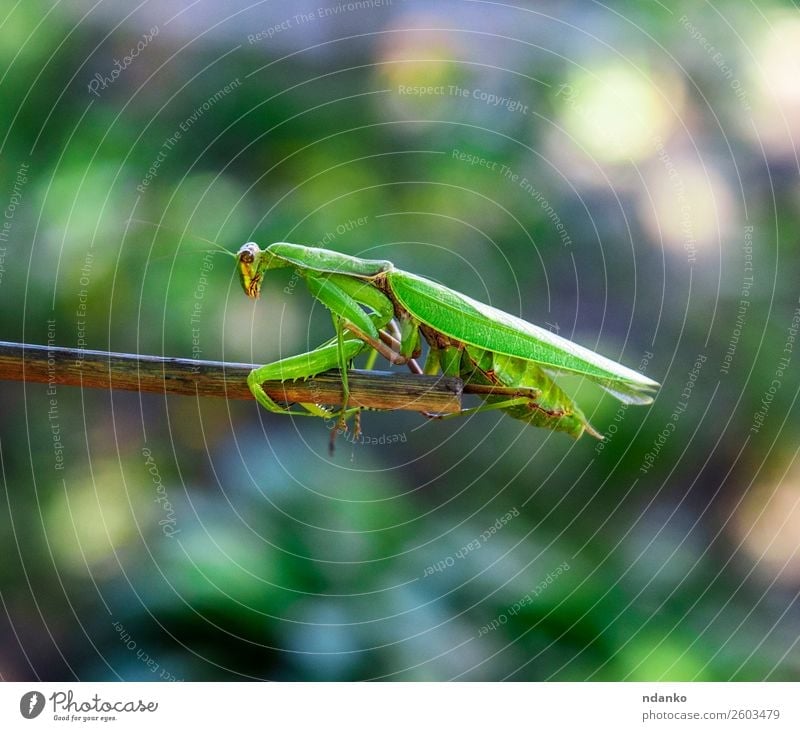 green big mantis Summer Garden Nature Animal Stand Small Natural Wild Green Colour fauna spring branch Bug field Boxing Insect mating praying wildlife