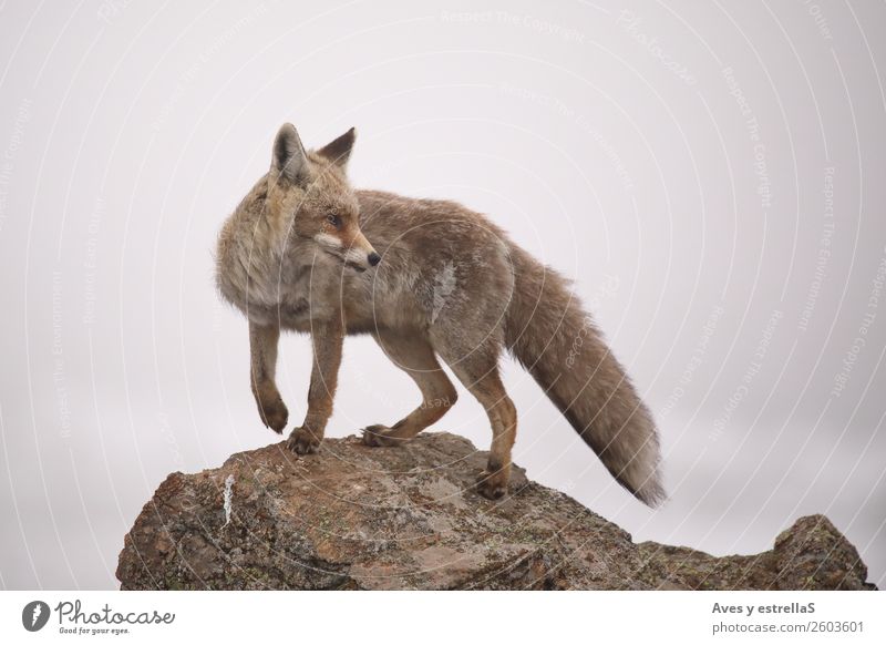 Fox on a rock a foggy day Nature Animal Climate Fog Rock Wild animal 1 Gray Red Colour photo Deserted Day Evening